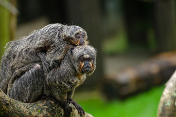 White-Faced Saki and baby