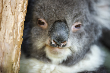Fototapeta premium Cute Australian Koala na drzewie odpoczywa w ciągu dnia.