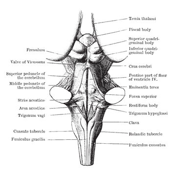 Back View Of Medulla Pons And Mesencephalon, Vintage Illustration.