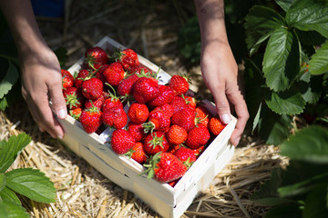 Strawberry