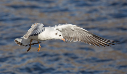 young gull flying above river