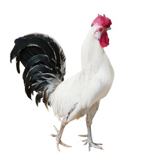 isolated walking light rooster with black tail