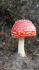 Red mushroom in Dutch landscape