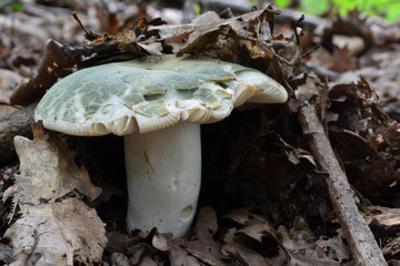 Russula virescens or Greencracked Brittlegill mushroom
