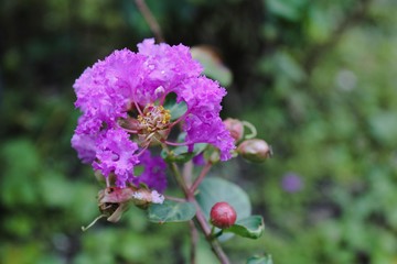 Crape myrtle, Crape flower, Indian lilac (Yi-Cheng) (Lagerstroemia indica L.) on the tree.
