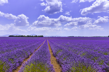Fototapeta na wymiar lavender fields reaching to the horizon near Valensole, Provence, France, department Alpes-de-Haute-Provence, region Provence-Alpes-Côte d’Azur