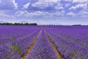 lavender fields reaching to the horizon near Valensole, Provence, France, department Alpes-de-Haute-Provence, region Provence-Alpes-Côte d’Azur