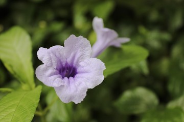 Purple flower or Ruellia Tuberosa Linn or Toi Ting in the garden.