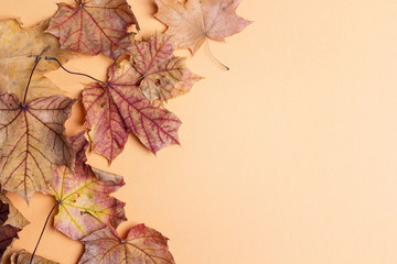 Border made of dried autumn maple leaves on light background. Flat lay, top view, copy space.
