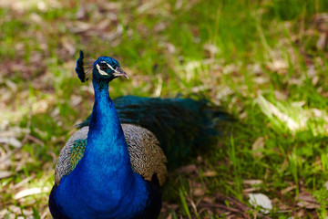 Peacock walking on grass