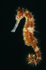 Seahorse (Hippocampus histrix). Picture was taken in Lembeh Strait, Indonesia