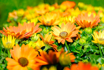 Plant of orange and yellow colored Gazania flowers