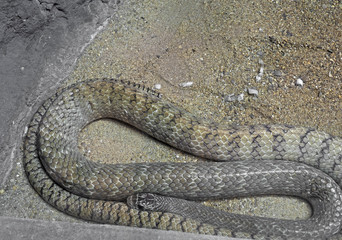 Close up Oriental Rat Snake Coiled on The Sand