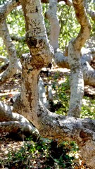 Fototapeta na wymiar twisted tree
