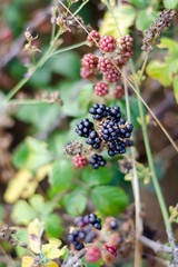 Blackberry plant