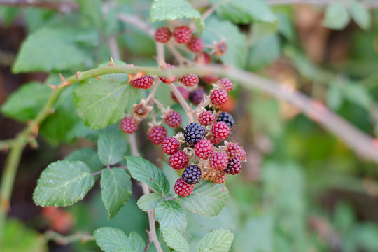 blackberries ripening in the bushes