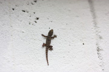 lizard on the white wall