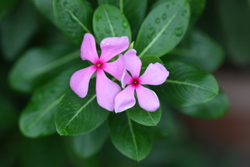 flower in street view