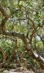 old tree in the forest