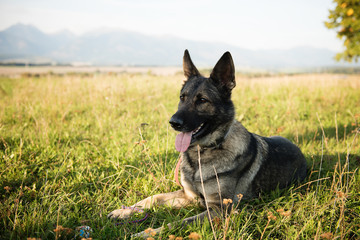 pedigree german shepherd 