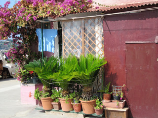 Fototapeta na wymiar little house with flowers and plants at the harbor in Procida