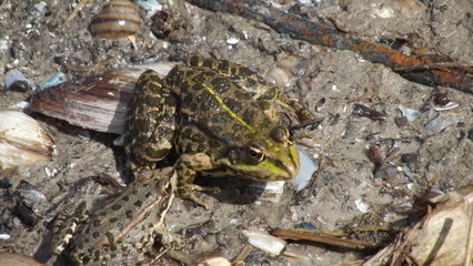 frog in pond
