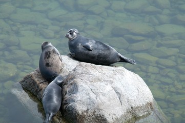 The Baikal seal
