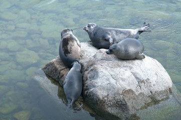 The Baikal seal