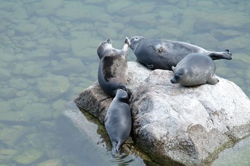 The Baikal seal