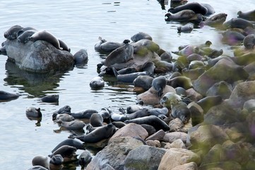 The Baikal seal