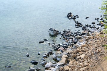 Obraz premium The Baikal seal