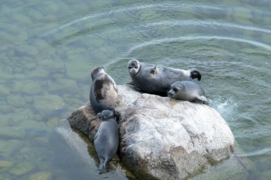 The Baikal seal