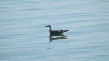 seagull in water