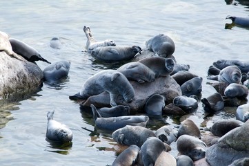 Obraz premium The Baikal seal