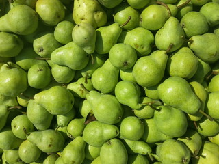 Fruits of green pears harvested and stored for transport, organic farming