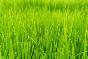 Fototapeta na wymiar Rice field in bright green color, rice is blooming