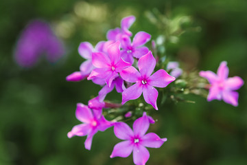Obraz premium Twórcze tło, piękne kwiaty z liśćmi w słońcu. Leżał na płasko. Wiosna lato, wzór granicy. Wolna przestrzeń. Charakter pojęcia.
