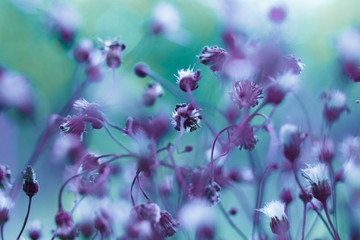 Creative background, small flowers on a tinted, gentle background in the open air. Spring summer, border pattern floral background. Air artistic image, free space. The nature of the concept.