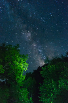 Milky Way over green trees