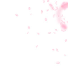 Sakura petals falling down. Romantic pink flowers 