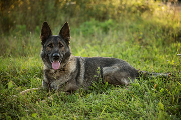 pedigree german shepherd 