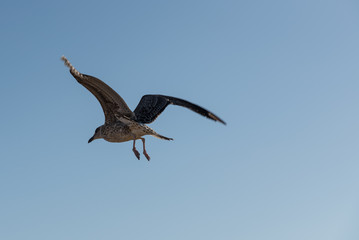 Young seagull is flying in the sky