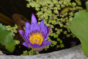 Beautiful Purple Lotus in pond (Nymphaea caerulea)