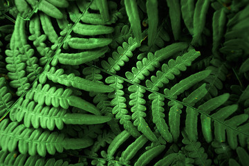 Creative background, a layout of green leaves. Flat lay. Spring summer, border pattern. Air artistic image, free space. The nature of the concept.