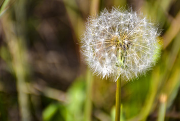Fototapeta premium dandelion on background of green grass