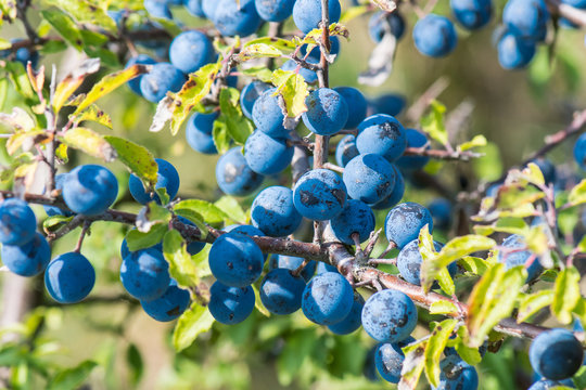 Schlehenfr&uuml;chte