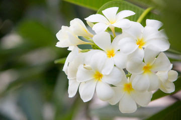 Obraz na płótnie Canvas cluster of white plumeria flower on branch. beautiful flower. sign of spa and aromatic therapy, image for background, wallpaper, copy space