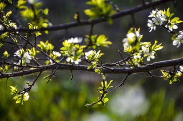branch of a tree in spring