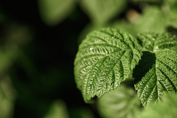 Creative background, a layout of green leaves. Flat lay. Spring summer, border pattern. Air artistic image, free space. The nature of the concept.