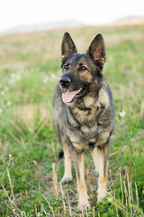 pedigree german shepherd 